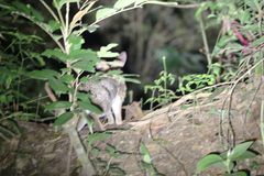 Sylvilagus brasiliensis