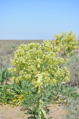 Ferula assa-foetida