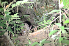 Sylvilagus brasiliensis