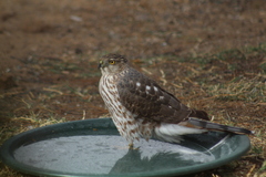 Accipiter cooperii