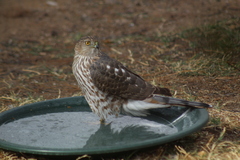 Accipiter cooperii