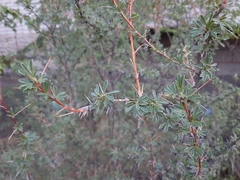 Caragana spinosa