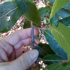 Quercus rysophylla