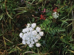 Seseli condensatum