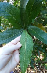 Quercus rysophylla
