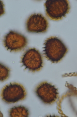 Fossombronia longiseta