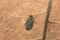 Acalypta carinata