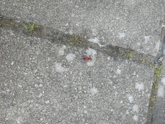 Pyrrhocoris apterus
