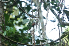 Cyanoderma erythropterum