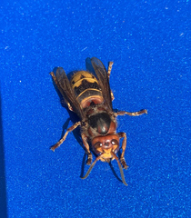 Vespa crabro