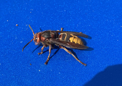 Vespa crabro