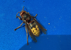 Vespa crabro