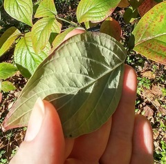 Cornus florida urbiniana