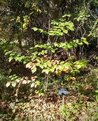 Cornus florida urbiniana