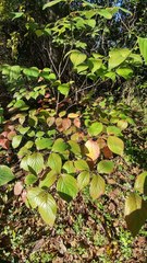Cornus florida urbiniana