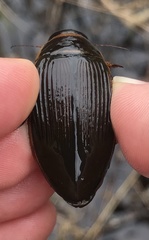 Dytiscus cordieri