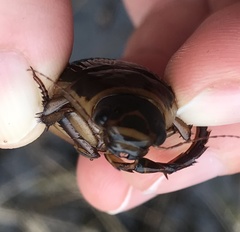 Dytiscus cordieri
