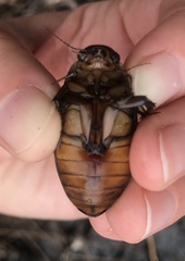 Dytiscus cordieri