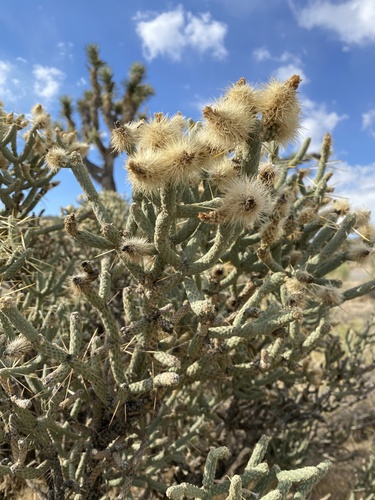 Branched Pencil Cholla