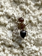 Crematogaster cerasi