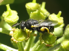 Brachymeria tibialis