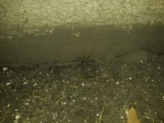 Lycosa erythrognatha