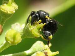 Brachymeria tibialis