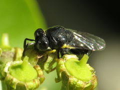 Brachymeria tibialis