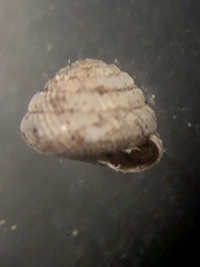 Strobilops texasianus