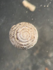 Strobilops texasianus