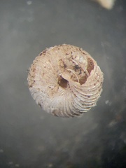 Strobilops texasianus