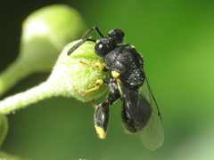 Brachymeria tibialis