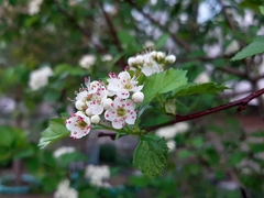 Crataegus