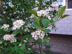 Crataegus