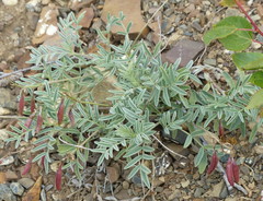 Astragalus australis