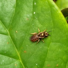 Halictus lutescens
