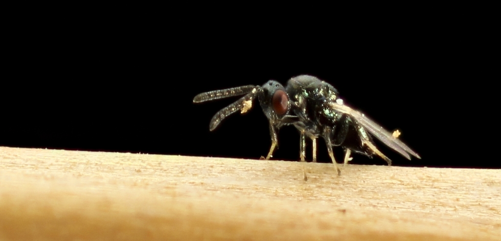 Torymus tubicola