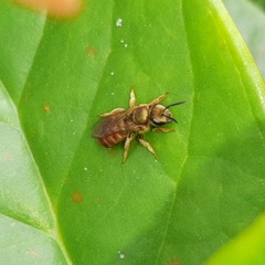 Halictus lutescens