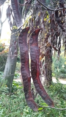 Gleditsia triacanthos