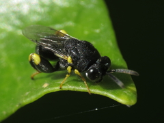 Brachymeria tibialis