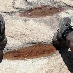 Haematococcus lacustris