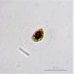 Haematococcus lacustris