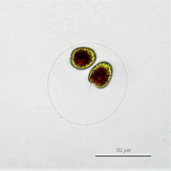 Haematococcus lacustris
