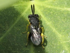 Brachymeria tibialis
