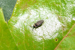 Dictyonota strichnocera