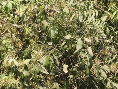 Loranthaceae
