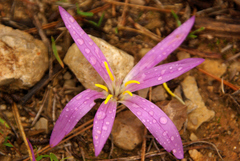 Colchicum filifolium