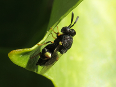 Brachymeria tibialis