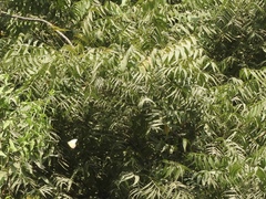 Azadirachta indica
