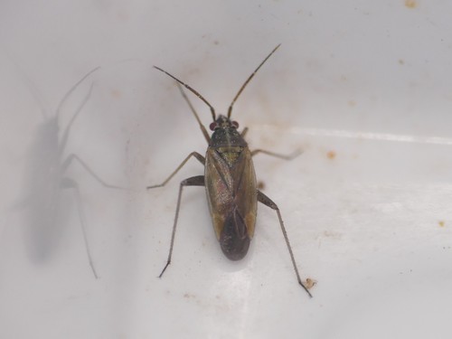 Thermocoris munieri